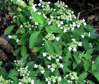 HydrangeaserrataWhiteDwarfglobalview