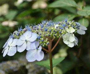 HydrangeaserrataBluebirdcloseupaugustusVeryverynice