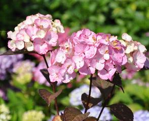 HydrangeaserrataPreziosavNice