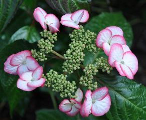 HydrangeaserrataKyosumiVNonzetuin