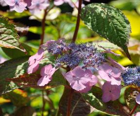 Hydrangeaserrrataklaverenjuli4