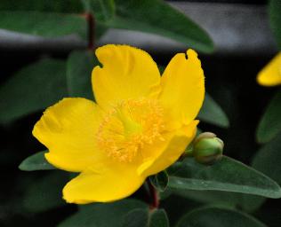 Hypericum 'Hidcote' 