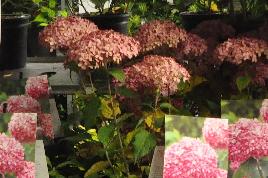 Hydrangea arborescens 'Pink Annabelle 'Invincibelle'