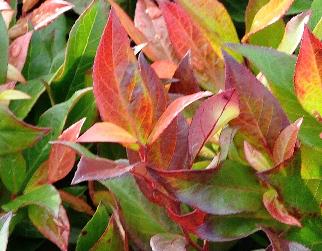 LeucothoeaxilarisScarlettaSenseherfstkleuren