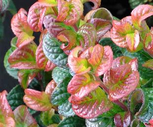 LeucothoeaxillarisCurlyRed