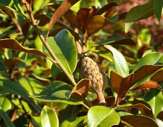 Magnolia-grandiflora-Goliathvrucht-vn
