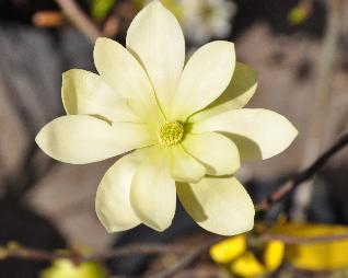 Magnoliadaphnevncloseup