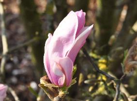 MagnoliaGeorgesHenryKernMstellataxMliliifloraNigraflowercloseup