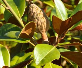 MagnoliagrandifloraGoliathvruchtvn