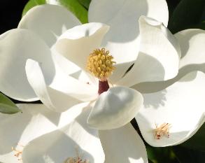 Magnolia grandiflora 'Gallissonnière'