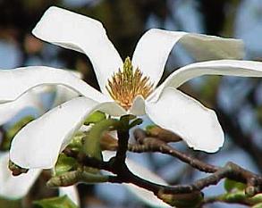 Magnoliakobus