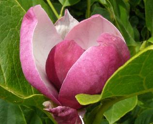 magnoliasoulangeanacloseupbloem