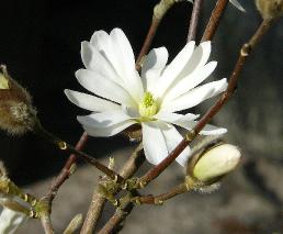 Magnoliastellatabloemmaartvn