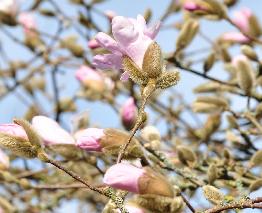 Magnolia stellata 'Rosea' 