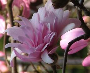 MagnoliastellataRosea