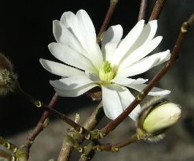 MagnoliastellatasquarepictureVN