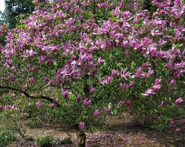 MAGNOLIASUSANGLOBALPICTURE