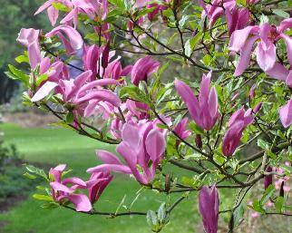 MagnoliaSUSANVN