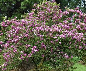 MagnoliaSusanvnfotoinarboretum