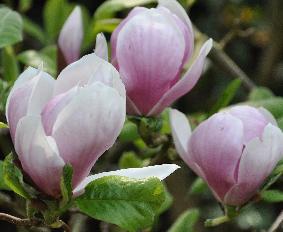 magnoliaxSoulangeananice