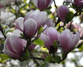 magnoliaxSoulangeanaCloseupVN
