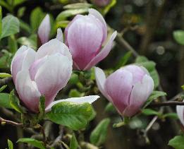 magnoliaxSoulangeananice