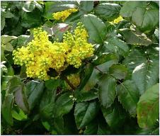 Mahonia aquifolium 'Apollo'