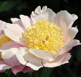 Paeonia lactiflora 'Westerner'