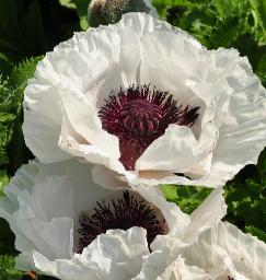 Papaver orientale 'Versailles' tuin van Maurice Vergote