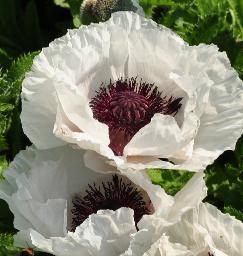 Papaver orientale 'Versailles' tuin van Maurice Vergote