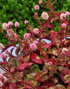 Persicaria capitata in pot 