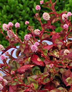 Persicaria capitata in pot 