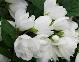 PhiladelphusSNOWBELL