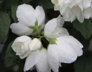 PhiladelphusVirginal