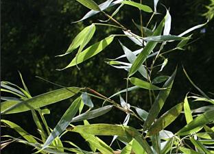 Phyllostachus aurea reuzenbamboe, gouden bamboe