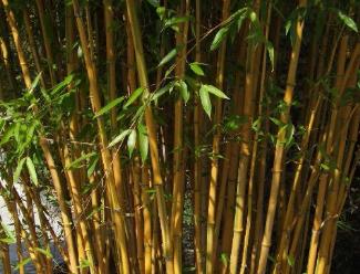 Phyllostachysaureosulcata