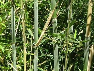 PhyllostachysBissetii