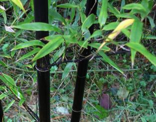 Phyllostachysnigra