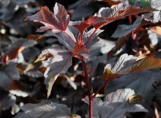 PhysocarpusopulifoliusLadyinRedsynTuiladcloseup