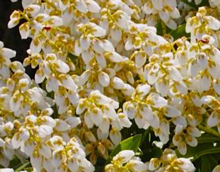 pieris japonica 'Debutante'