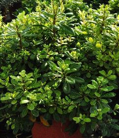 Pittosporum Tobira nana 