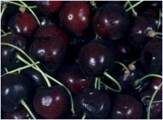 Prunus avium 'Schneider's Spate Knorpelkirsche