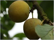 PrunusdomesticaReineClaudedOullinspano