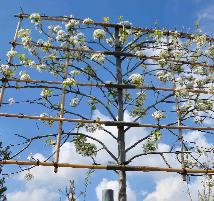 Pyrus calleryana 'Chanticleer' leivorm vn