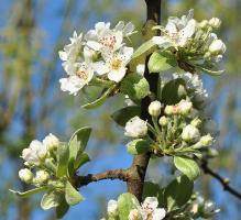 Pyrus nivalis 'Catalia' 2