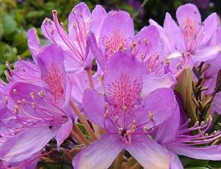 Rhododendronponticum
