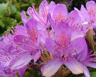 Rhododendronponticum