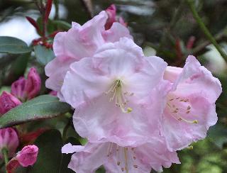 RhododendronPsycheVNcloseup