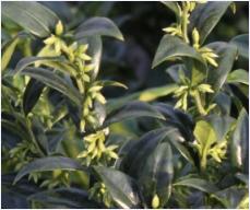 Sarcococca confusa