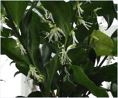 Sarcococca hookeriana 2